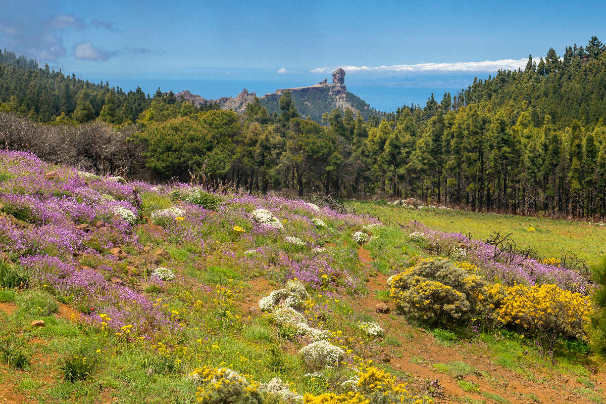 Blühende Berglandschaft mit gelben, weißen und violetten Blumen, dahinter Kiefernwald und Roque Nublo.
